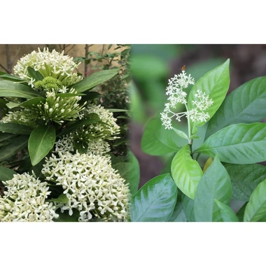 Cây Mẫu Đơn Ta hoa trắng, giống cao 30-35cm, giá chỉ 35.000đ, trồng dễ, đẹp mắt 7