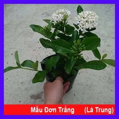 Cây Mẫu Đơn Trắng (Lá Trung) - Cây Bông Trang Trắng Giá Chỉ 33.000đ, Giảm Đến 21.240đ