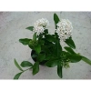 Cây Mẫu Đơn Trắng (Lá Trung) - Cây Bông Trang Trắng Giá Chỉ 33.000đ, Giảm Đến 21.240đ 2