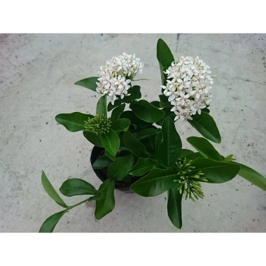 Cây Mẫu Đơn Trắng (Lá Trung) - Cây Bông Trang Trắng Giá Chỉ 33.000đ, Giảm Đến 21.240đ