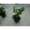Cây Mẫu Đơn Trắng (Lá Trung) - Cây Bông Trang Trắng Giá Chỉ 33.000đ, Giảm Đến 21.240đ 3