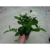 Cây Mẫu Đơn Trắng (Lá Trung) - Cây Bông Trang Trắng Giá Chỉ 33.000đ, Giảm Đến 21.240đ 5