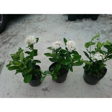 Cây Mẫu Đơn Trắng (Lá Trung) - Cây Bông Trang Trắng Giá Chỉ 33.000đ, Giảm Đến 21.240đ