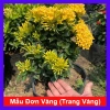 Cây Mẫu Đơn Vàng (Trang Vàng) - Cây cảnh sân vườn, lá vàng tươi, giá chỉ 45.000 đồng