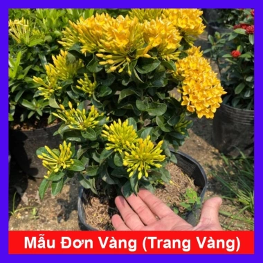Cây Mẫu Đơn Vàng (Trang Vàng) - Cây cảnh sân vườn, lá vàng tươi, giá chỉ 45.000 đồng