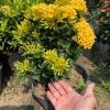 Cây Mẫu Đơn Vàng (Trang Vàng) - Cây cảnh sân vườn, lá vàng tươi, giá chỉ 45.000 đồng 5