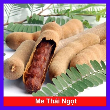 Cây Me Thái Ngọt - Cây ăn quả ngon, giá chỉ 45.000 VND, giảm giá hấp dẫn Cây Me Thái Ngọt - Cây ăn quả ngon, giá chỉ 45.000 VND, giảm giá hấp dẫn