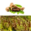 Cây Me Thái Ngọt - Cây ăn quả ngon, giá chỉ 45.000 VND, giảm giá hấp dẫn 3