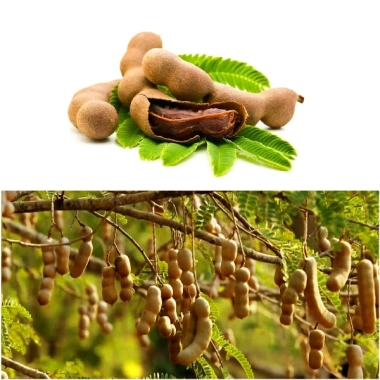 Cây Me Thái Ngọt - Cây ăn quả ngon, giá chỉ 45.000 VND, giảm giá hấp dẫn 3 Cây Me Thái Ngọt - Cây ăn quả ngon, giá chỉ 45.000 VND, giảm giá hấp dẫn 3