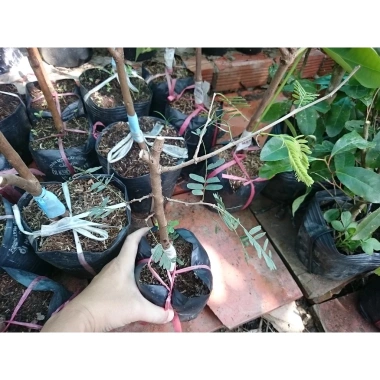 Cây Me Thái Ngọt - Cây ăn quả ngon, giá chỉ 45.000 VND, giảm giá hấp dẫn 4 Cây Me Thái Ngọt - Cây ăn quả ngon, giá chỉ 45.000 VND, giảm giá hấp dẫn 4