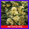 Cây mộc hương ta - Hoa thơm ngát, giá chỉ 19.000 VND, giảm từ 23.370 VND