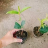 Cây mộc hương ta - Hoa thơm ngát, giá chỉ 19.000 VND, giảm từ 23.370 VND 2