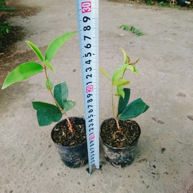 Cây mộc hương ta - Hoa thơm ngát, giá chỉ 19.000 VND, giảm từ 23.370 VND 3