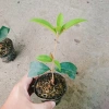 Cây mộc hương ta - Hoa thơm ngát, giá chỉ 19.000 VND, giảm từ 23.370 VND 4