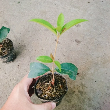 Cây mộc hương ta - Hoa thơm ngát, giá chỉ 19.000 VND, giảm từ 23.370 VND 4