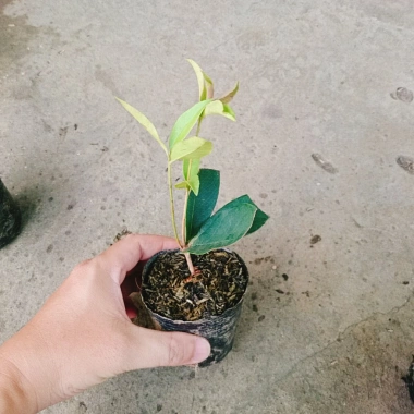 Cây mộc hương ta - Hoa thơm ngát, giá chỉ 19.000 VND, giảm từ 23.370 VND 5