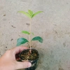 Cây mộc hương ta - Hoa thơm ngát, giá chỉ 19.000 VND, giảm từ 23.370 VND 6