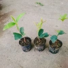 Cây mộc hương ta - Hoa thơm ngát, giá chỉ 19.000 VND, giảm từ 23.370 VND 7