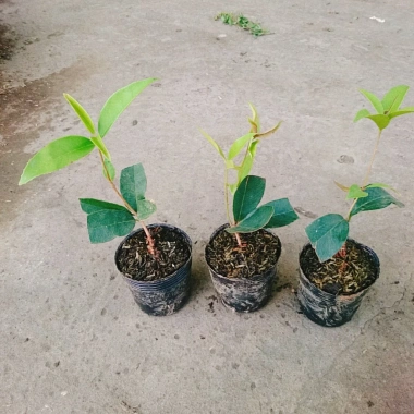 Cây mộc hương ta - Hoa thơm ngát, giá chỉ 19.000 VND, giảm từ 23.370 VND 7