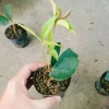 Cây mộc hương ta - Hoa thơm ngát, giá chỉ 19.000 VND, giảm từ 23.370 VND 8