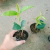 Cây mộc hương ta - Hoa thơm ngát, giá chỉ 19.000 VND, giảm từ 23.370 VND 9