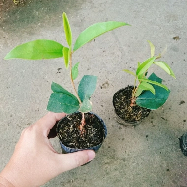 Cây mộc hương ta - Hoa thơm ngát, giá chỉ 19.000 VND, giảm từ 23.370 VND 9