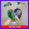 Cây Mon Black Magic (Colocasia) lá màu độc đáo, trang trí nội thất - Giá chỉ 55.000 VND
