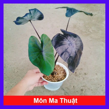 Cây Mon Black Magic (Colocasia) lá màu độc đáo, trang trí nội thất - Giá chỉ 55.000 VND