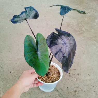 Cây Mon Black Magic (Colocasia) lá màu độc đáo, trang trí nội thất - Giá chỉ 55.000 VND