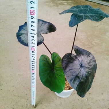 Cây Mon Black Magic (Colocasia) lá màu độc đáo, trang trí nội thất - Giá chỉ 55.000 VND