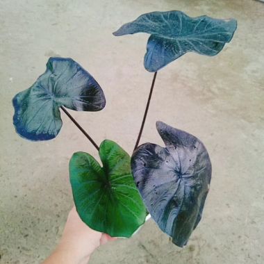 Cây Mon Black Magic (Colocasia) lá màu độc đáo, trang trí nội thất - Giá chỉ 55.000 VND