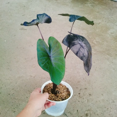 Cây Mon Black Magic (Colocasia) lá màu độc đáo, trang trí nội thất - Giá chỉ 55.000 VND