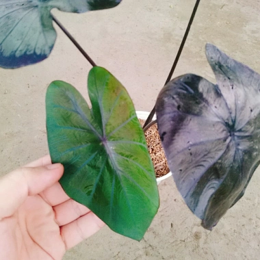 Cây Mon Black Magic (Colocasia) lá màu độc đáo, trang trí nội thất - Giá chỉ 55.000 VND