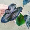 Cây Mon Black Magic (Colocasia) lá màu độc đáo, trang trí nội thất - Giá chỉ 55.000 VND 7