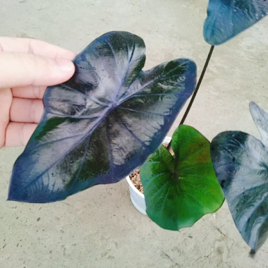 Cây Mon Black Magic (Colocasia) lá màu độc đáo, trang trí nội thất - Giá chỉ 55.000 VND