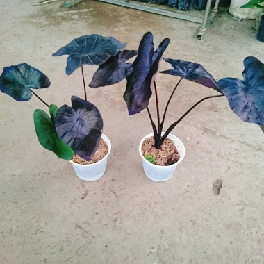 Cây Mon Black Magic (Colocasia) lá màu độc đáo, trang trí nội thất - Giá chỉ 55.000 VND
