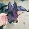 Cây Mon Black Magic (Colocasia) lá màu độc đáo, trang trí nội thất - Giá chỉ 55.000 VND 9