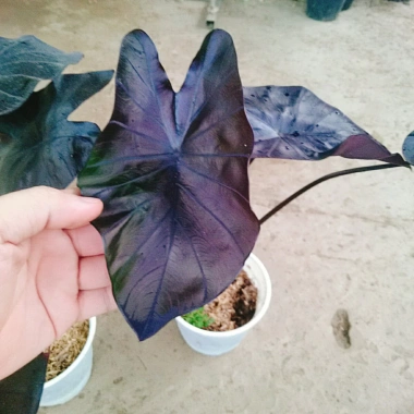 Cây Mon Black Magic (Colocasia) lá màu độc đáo, trang trí nội thất - Giá chỉ 55.000 VND
