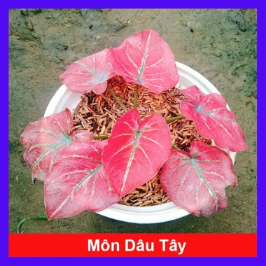 Cây Môn Dâu Tây Red Strawberry Caladium Cây cảnh đẹp decor sân vườn giảm giá 96.000₫