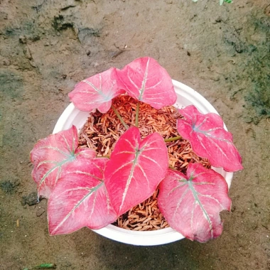 Cây Môn Dâu Tây Red Strawberry Caladium Cây cảnh đẹp decor sân vườn giảm giá 96.000₫