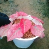 Cây Môn Dâu Tây Red Strawberry Caladium Cây cảnh đẹp decor sân vườn giảm giá 96.000₫ 3