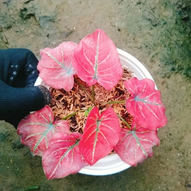 Cây Môn Dâu Tây Red Strawberry Caladium Cây cảnh đẹp decor sân vườn giảm giá 96.000₫