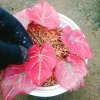 Cây Môn Dâu Tây Red Strawberry Caladium Cây cảnh đẹp decor sân vườn giảm giá 96.000₫ 5