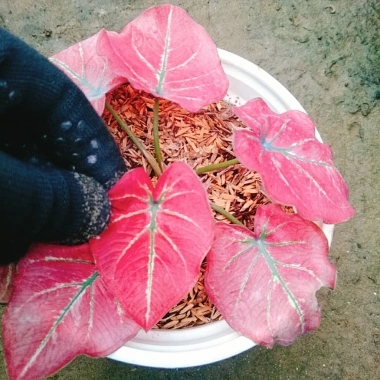 Cây Môn Dâu Tây Red Strawberry Caladium Cây cảnh đẹp decor sân vườn giảm giá 96.000₫