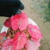 Cây Môn Dâu Tây Red Strawberry Caladium Cây cảnh đẹp decor sân vườn giảm giá 96.000₫ 6