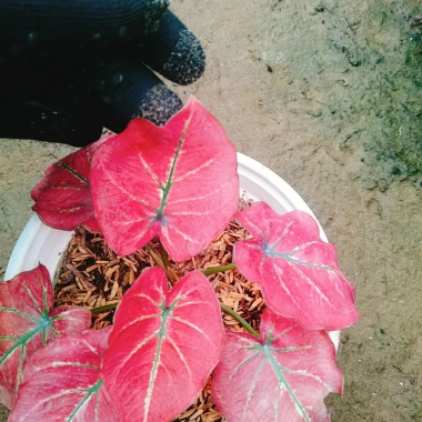 Cây Môn Dâu Tây Red Strawberry Caladium Cây cảnh đẹp decor sân vườn giảm giá 96.000₫