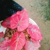 Cây Môn Dâu Tây Red Strawberry Caladium Cây cảnh đẹp decor sân vườn giảm giá 96.000₫ 7