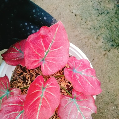 Cây Môn Dâu Tây Red Strawberry Caladium Cây cảnh đẹp decor sân vườn giảm giá 96.000₫