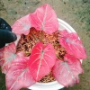 Cây Môn Dâu Tây Red Strawberry Caladium Cây cảnh đẹp decor sân vườn giảm giá 96.000₫ 8