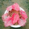 Cây Môn Dâu Tây Red Strawberry Caladium Cây cảnh đẹp decor sân vườn giảm giá 96.000₫ 9
